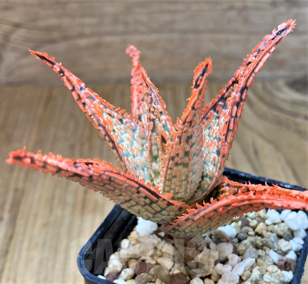 SH13272 Aloe TCT hybrid - Image 3