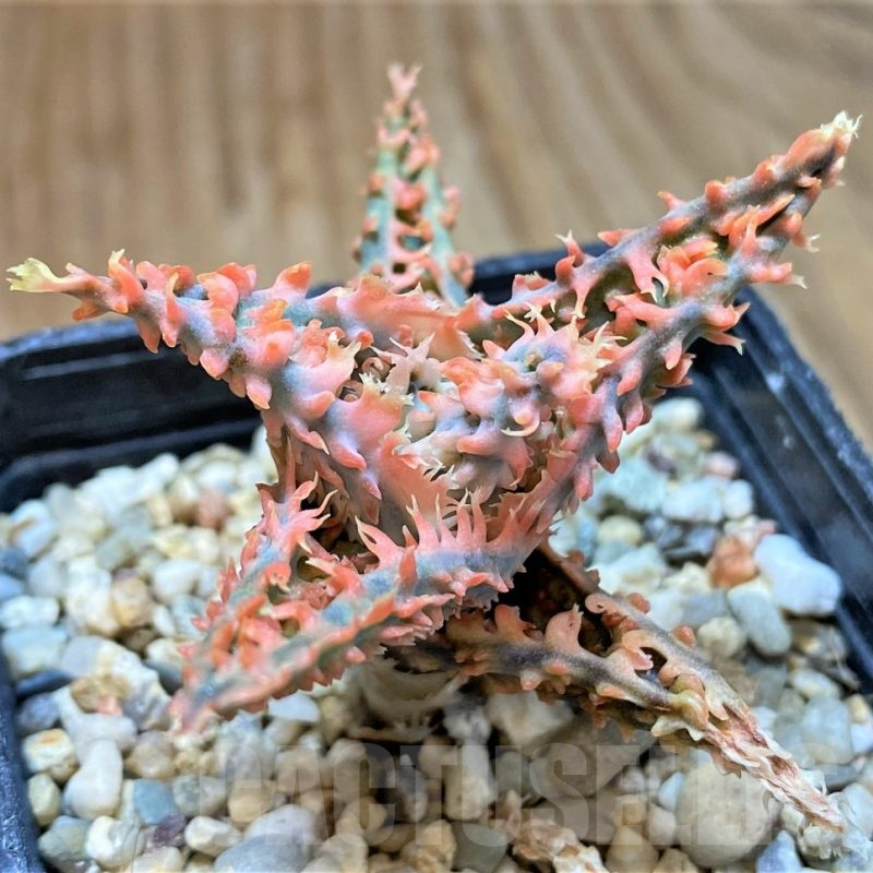 SH13274 Aloe TCT hybrid