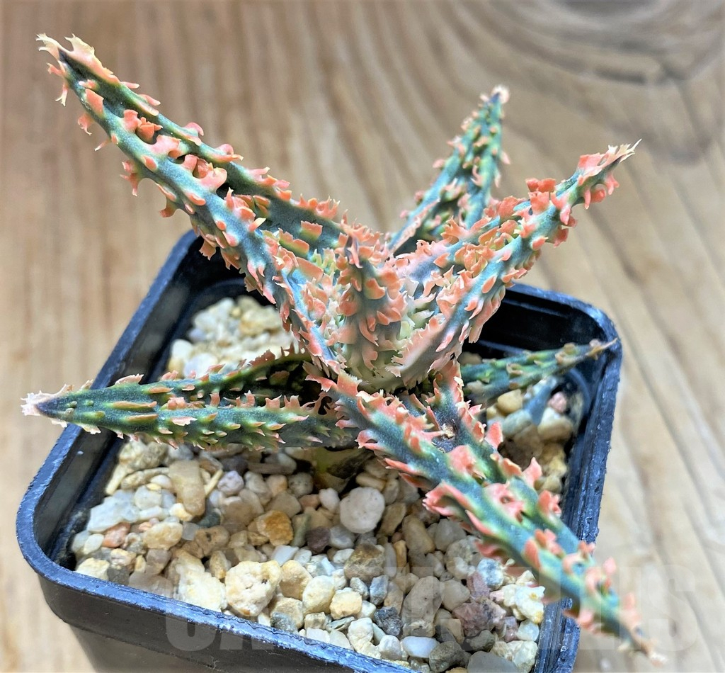 SH13275 Aloe TCT hybrid - Image 2