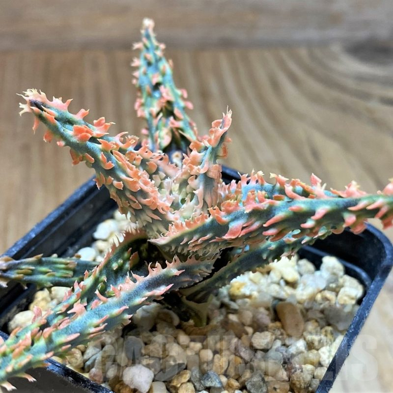 SH13275 Aloe TCT hybrid