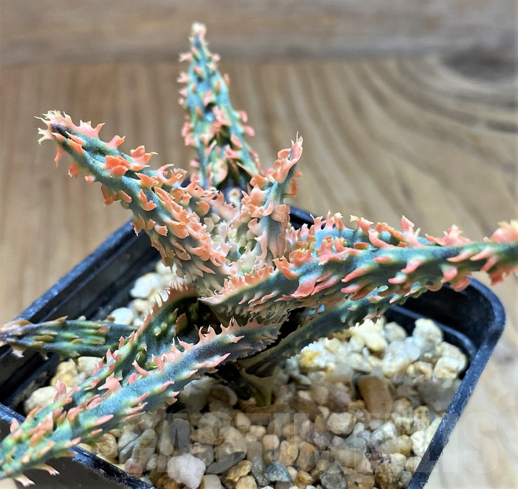 SH13275 Aloe TCT hybrid