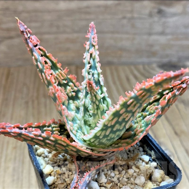SH13276 Aloe TCT hybrid