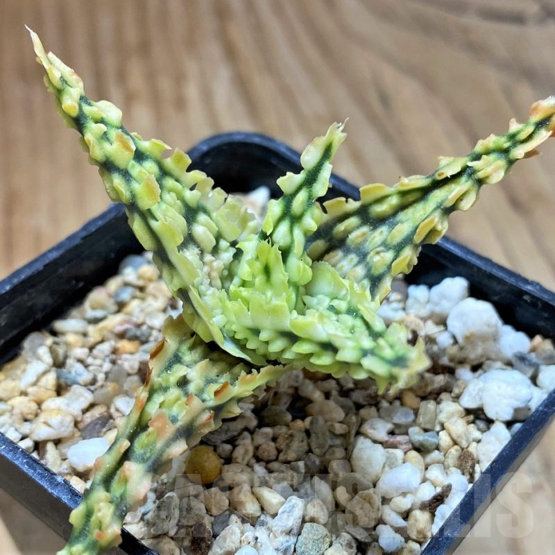 SH13277 Aloe TCT hybrid