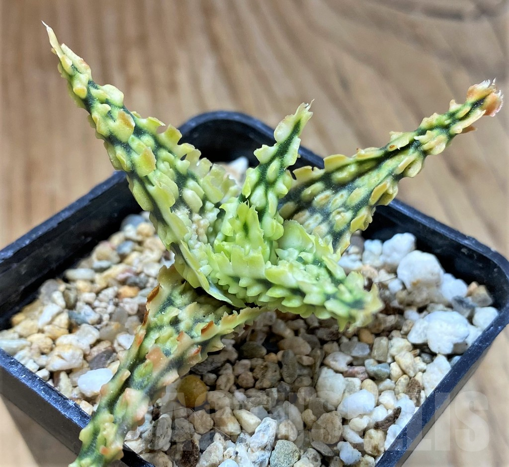 SH13277 Aloe TCT hybrid