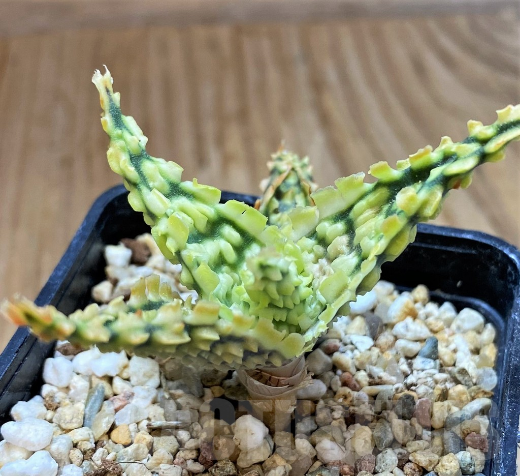 SH13277 Aloe TCT hybrid - Image 2