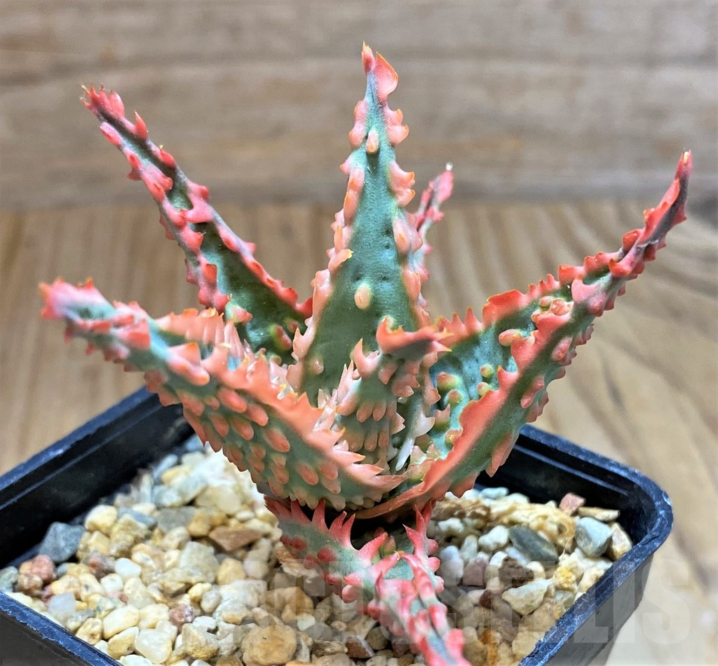 SH13278 Aloe TCT hybrid - Image 2