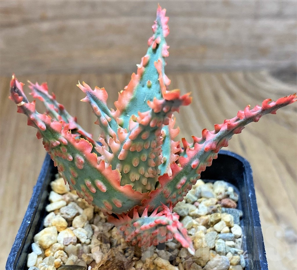 SH13278 Aloe TCT hybrid - Image 3