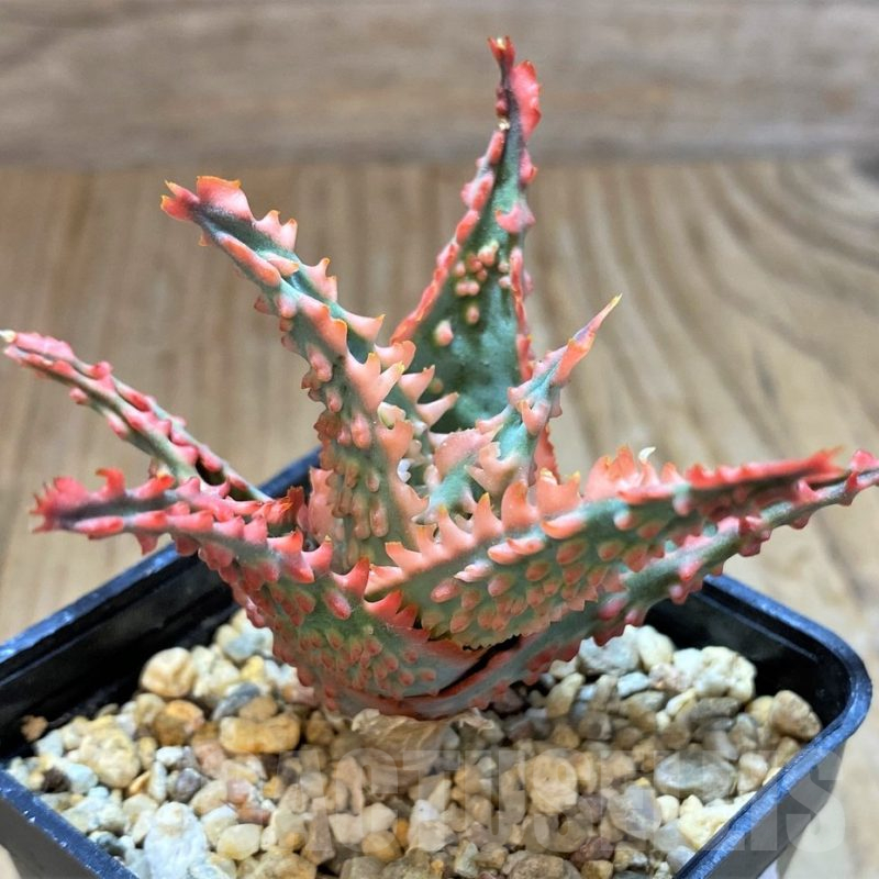 SH13278 Aloe TCT hybrid