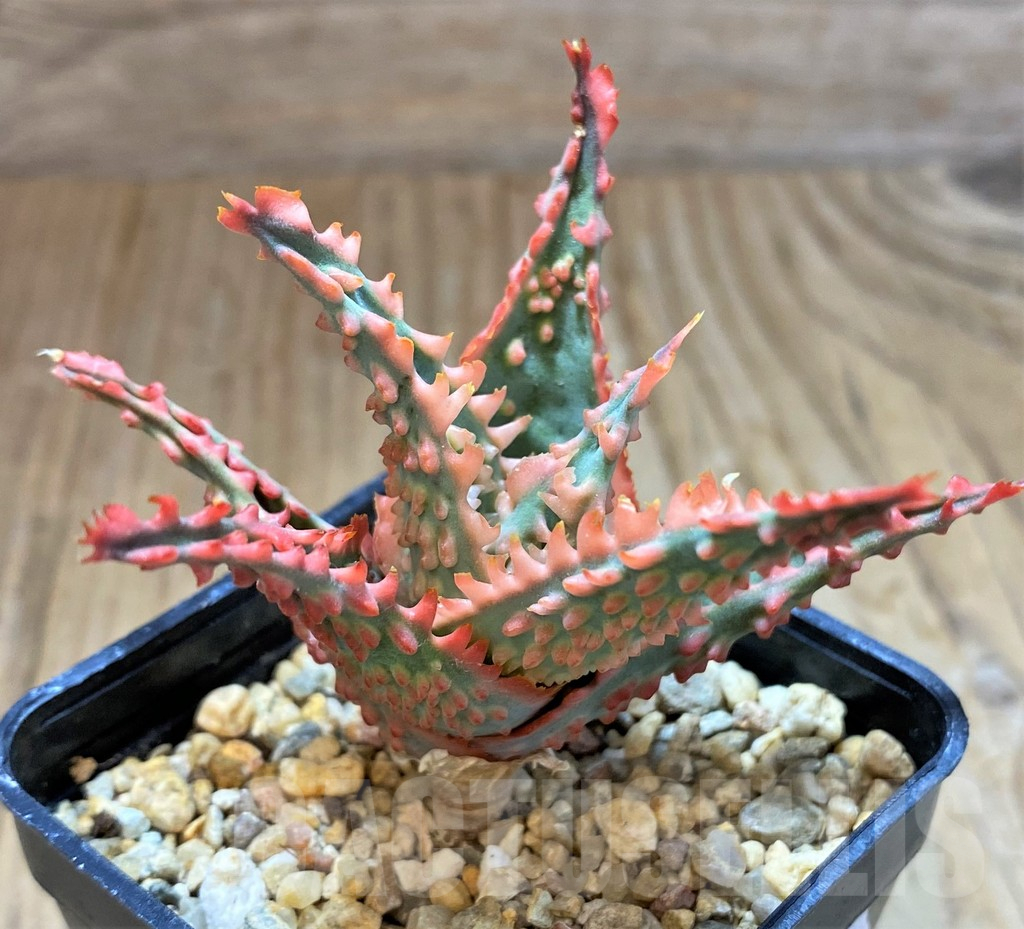 SH13278 Aloe TCT hybrid