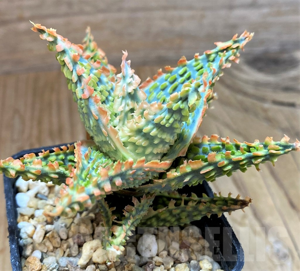 SH13265 Aloe TCT hybrid - Image 2