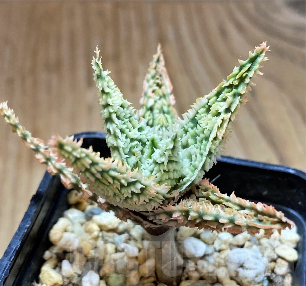 SH13280 Aloe TCT hybrid - Image 2