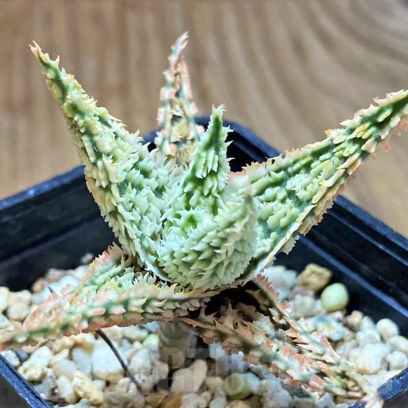 SH13280 Aloe TCT hybrid