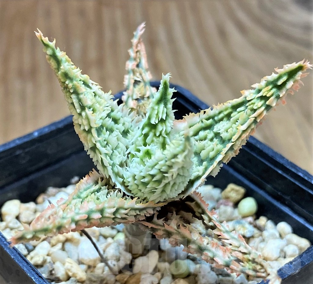SH13280 Aloe TCT hybrid