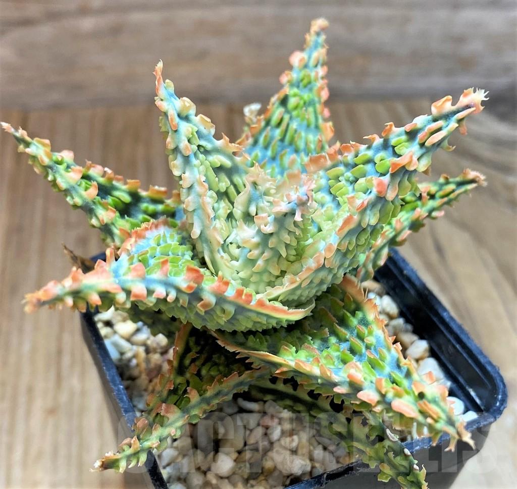 SH13265 Aloe TCT hybrid