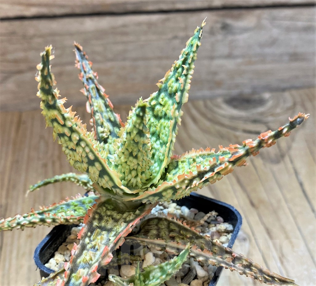 SH13282 Aloe TCT hybrid - Image 2