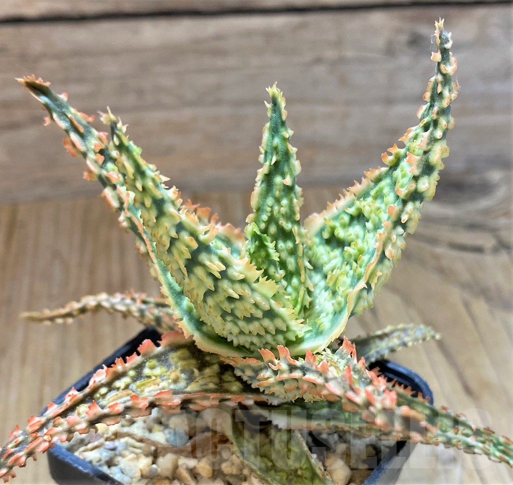 SH13282 Aloe TCT hybrid - Image 3