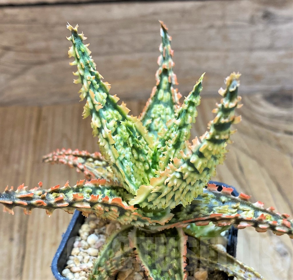 SH13282 Aloe TCT hybrid