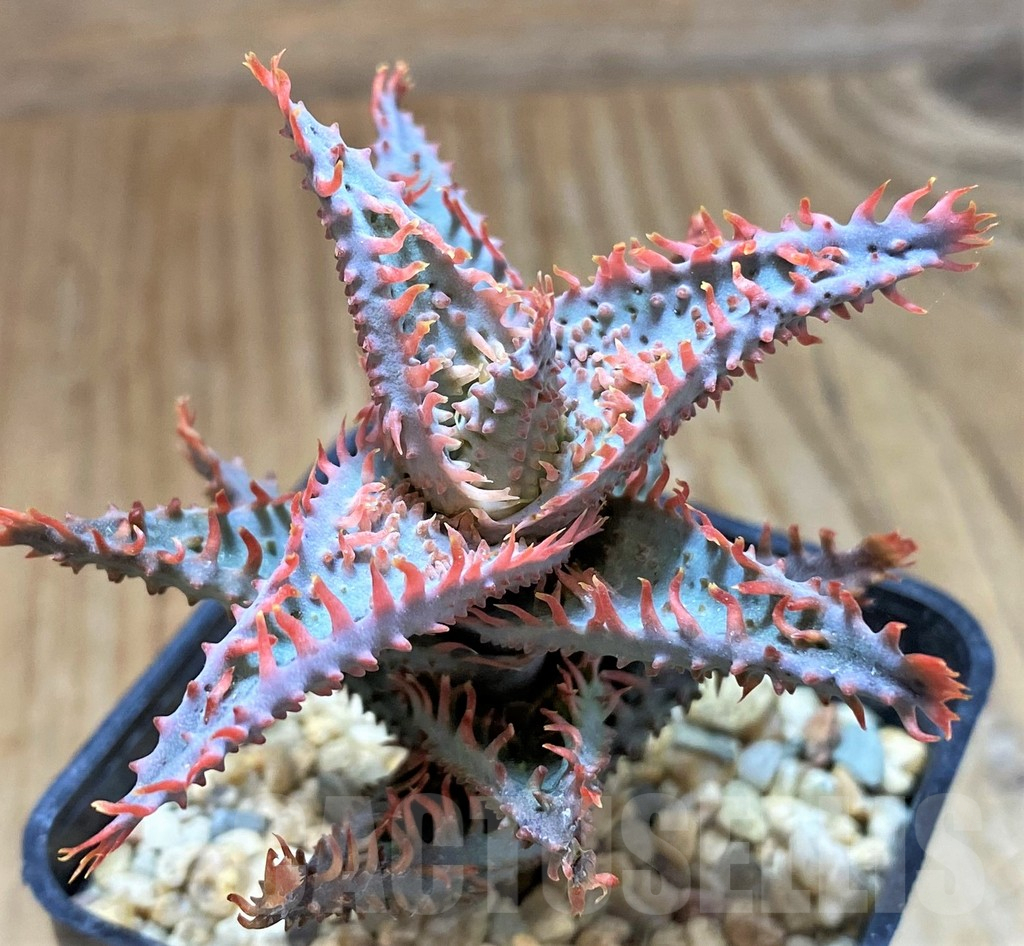 SH13283 Aloe TCT hybrid