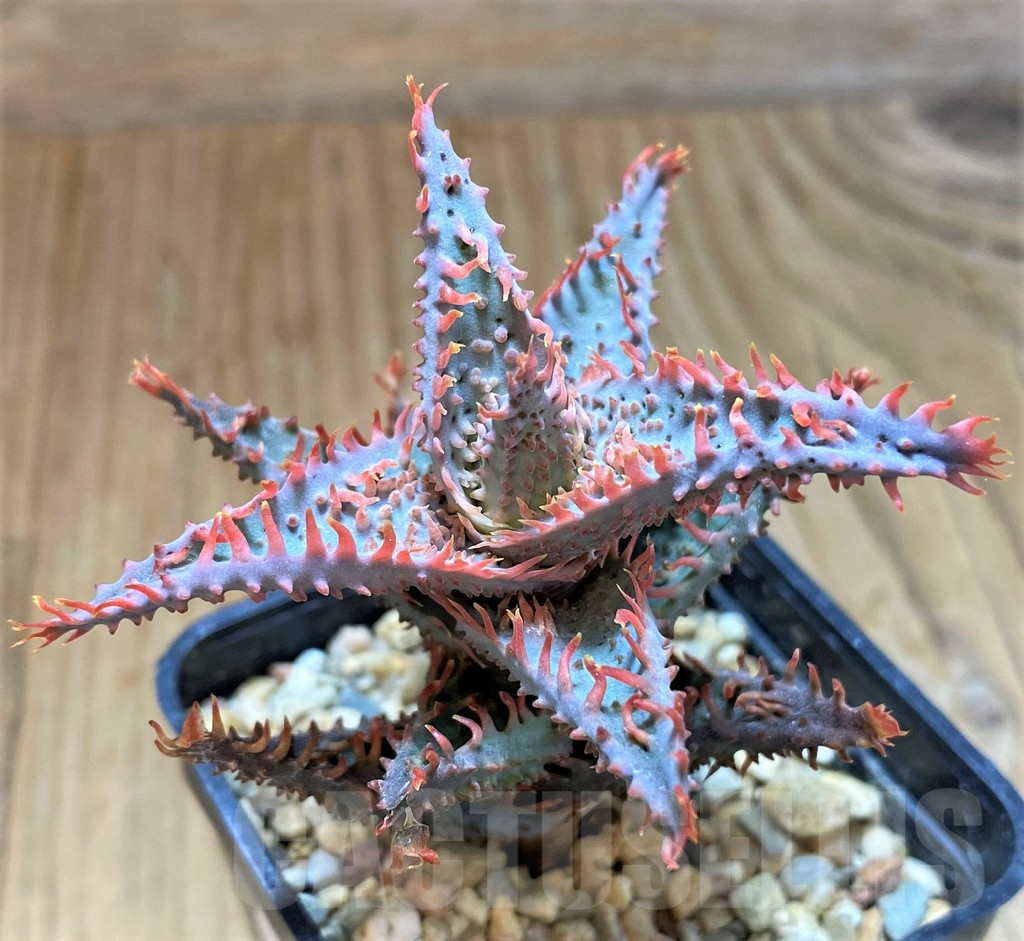 SH13283 Aloe TCT hybrid - immagine 2