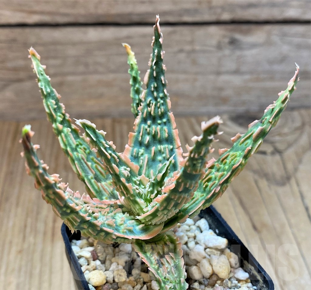 SH13284 Aloe TCT hybrid - Image 2