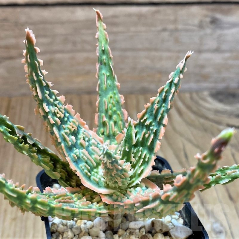 SH13284 Aloe TCT hybrid