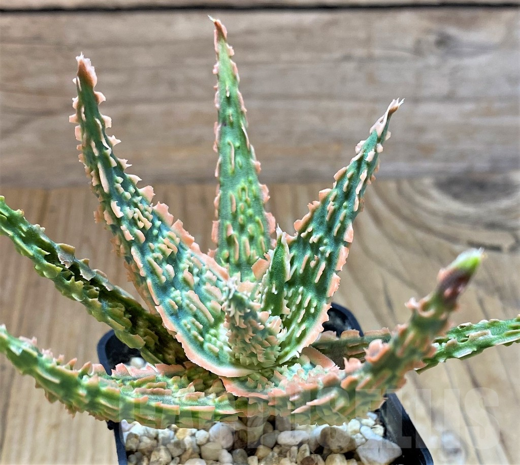 SH13284 Aloe TCT hybrid