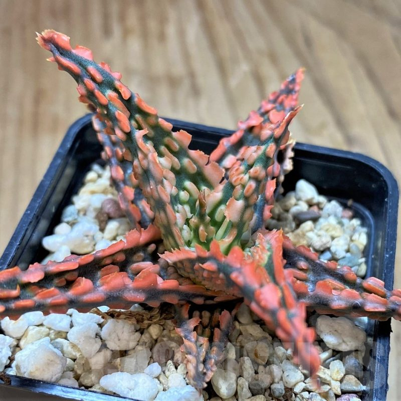 SH13285 Aloe TCT hybrid