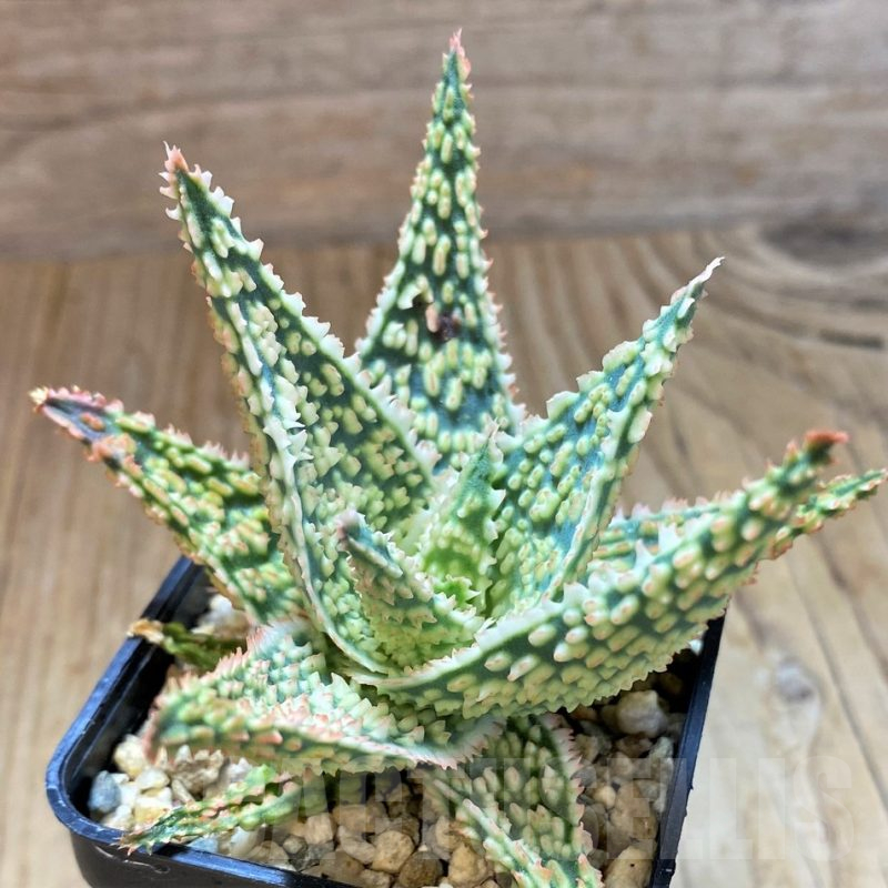 SH13286 Aloe TCT hybrid