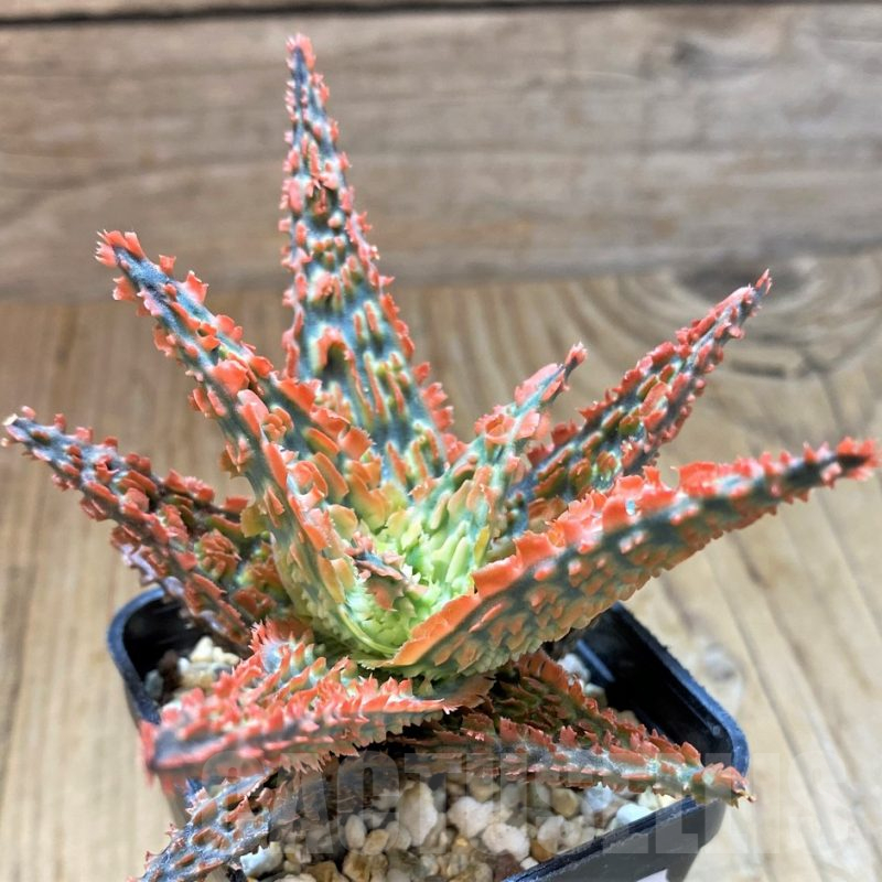 SH13287 Aloe TCT hybrid