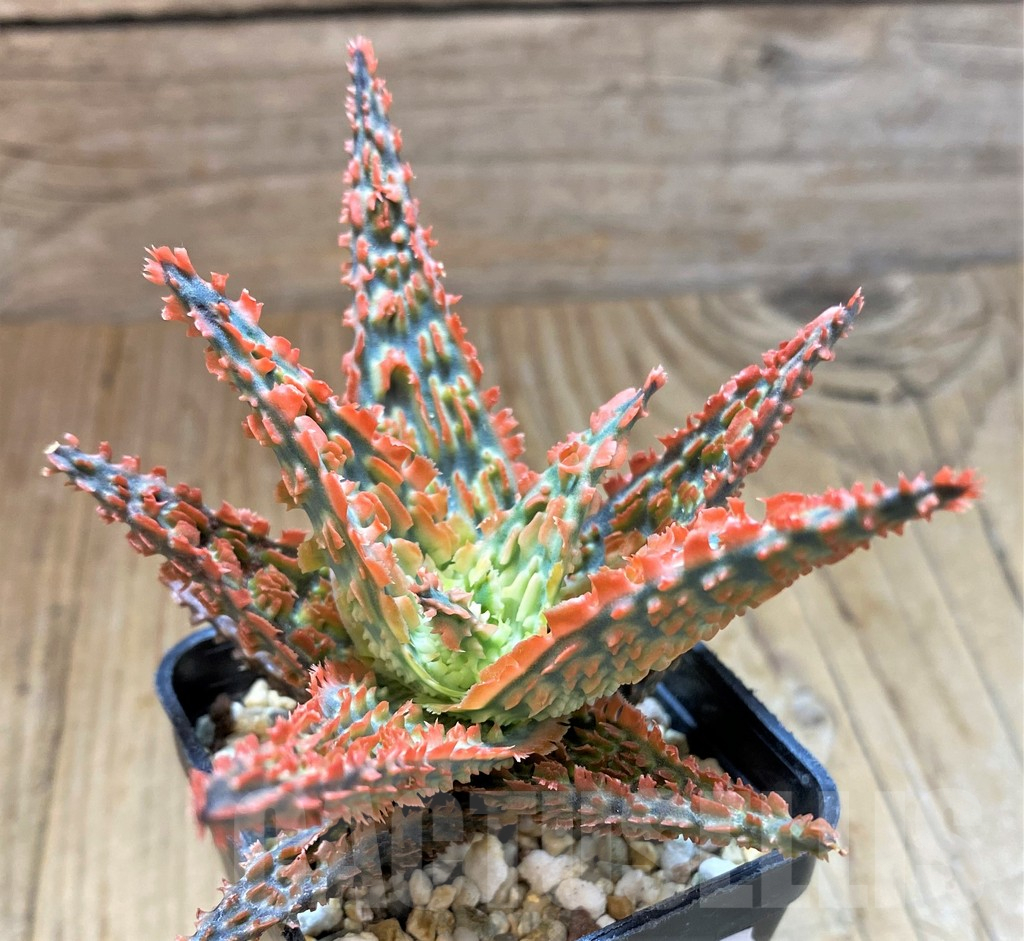 SH13287 Aloe TCT hybrid