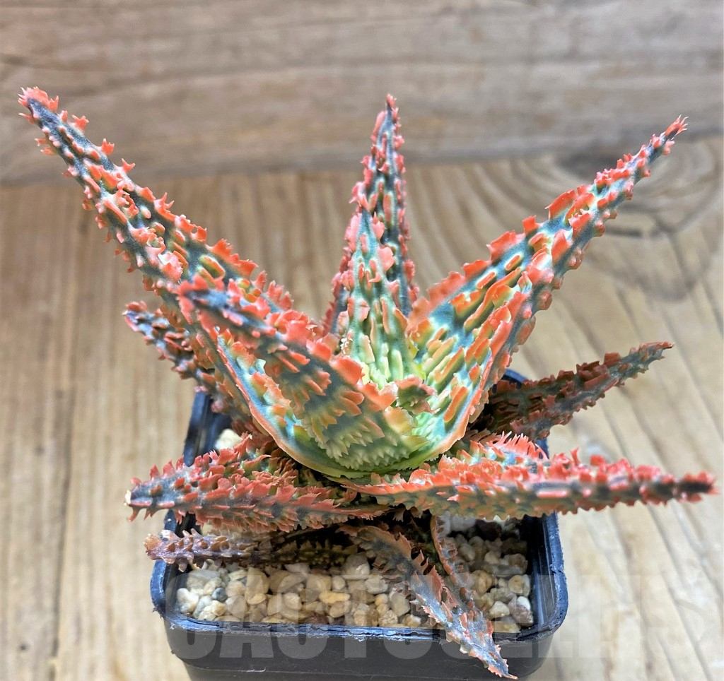 SH13287 Aloe TCT hybrid - Image 3