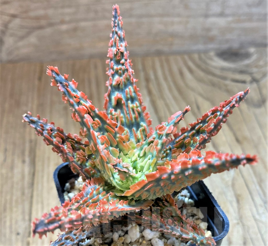 SH13287 Aloe TCT hybrid - Image 2