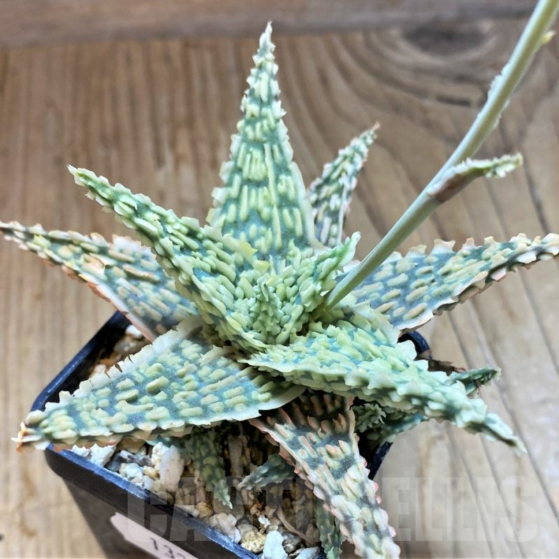 SH13288 Aloe TCT hybrid