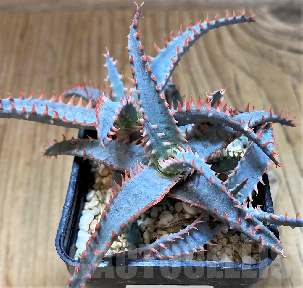 SH13289 Aloe TCT hybrid - 画像 (2)