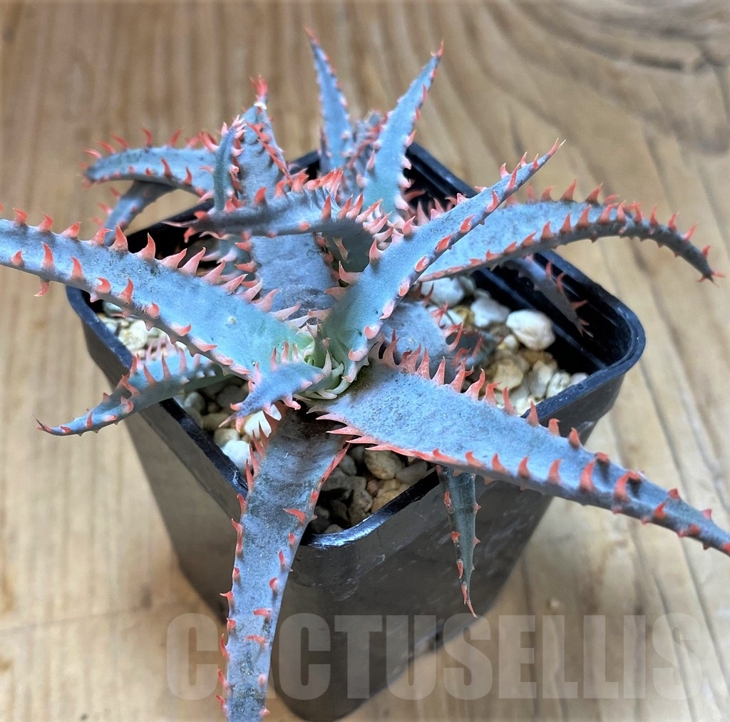 SH13289 Aloe TCT hybrid - 画像 (3)