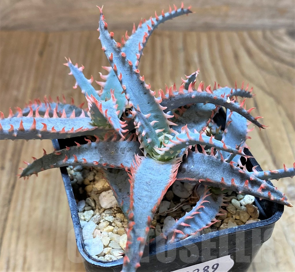SH13289 Aloe TCT hybrid