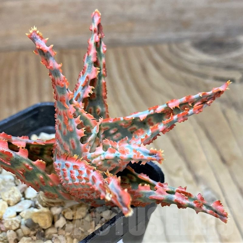 SH13290 Aloe TCT hybrid