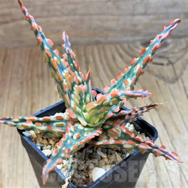 SH13291 Aloe TCT hybrid