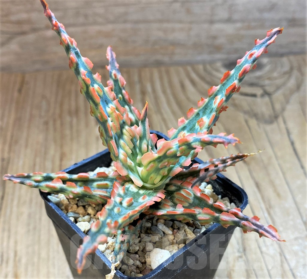SH13291 Aloe TCT hybrid