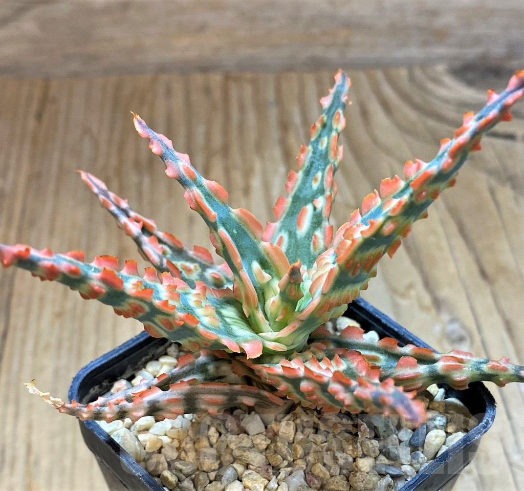 SH13291 Aloe TCT hybrid - Image 2