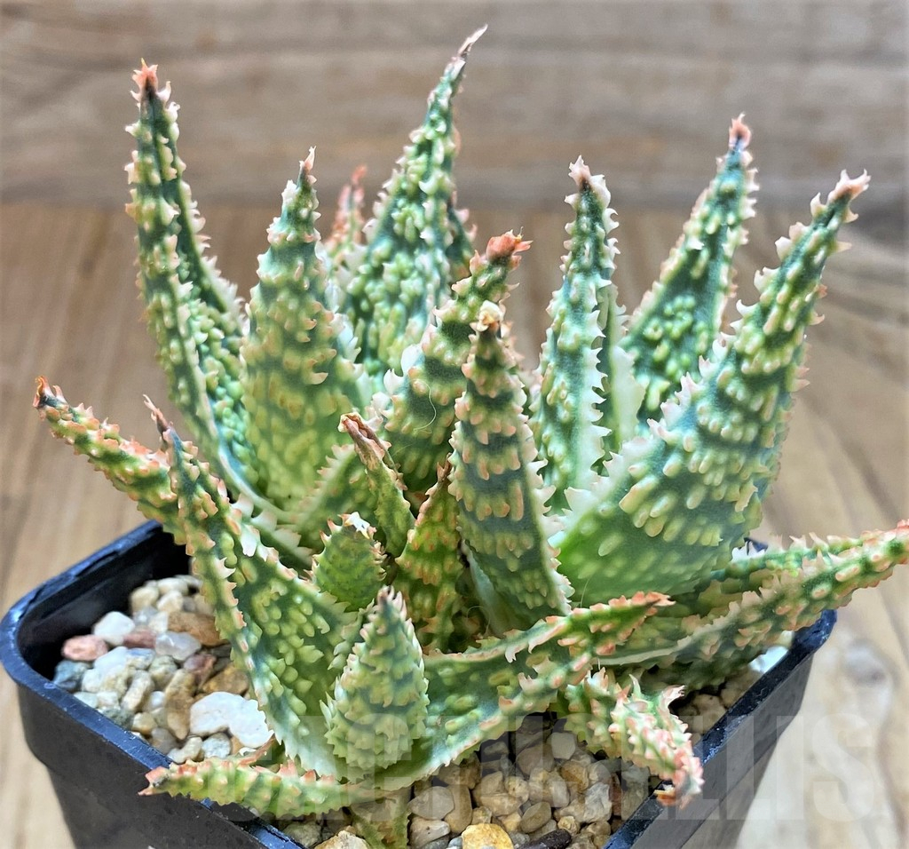 SH13292 Aloe TCT hybrid - immagine 2