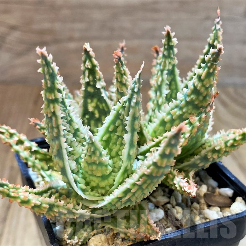SH13292 Aloe TCT hybrid