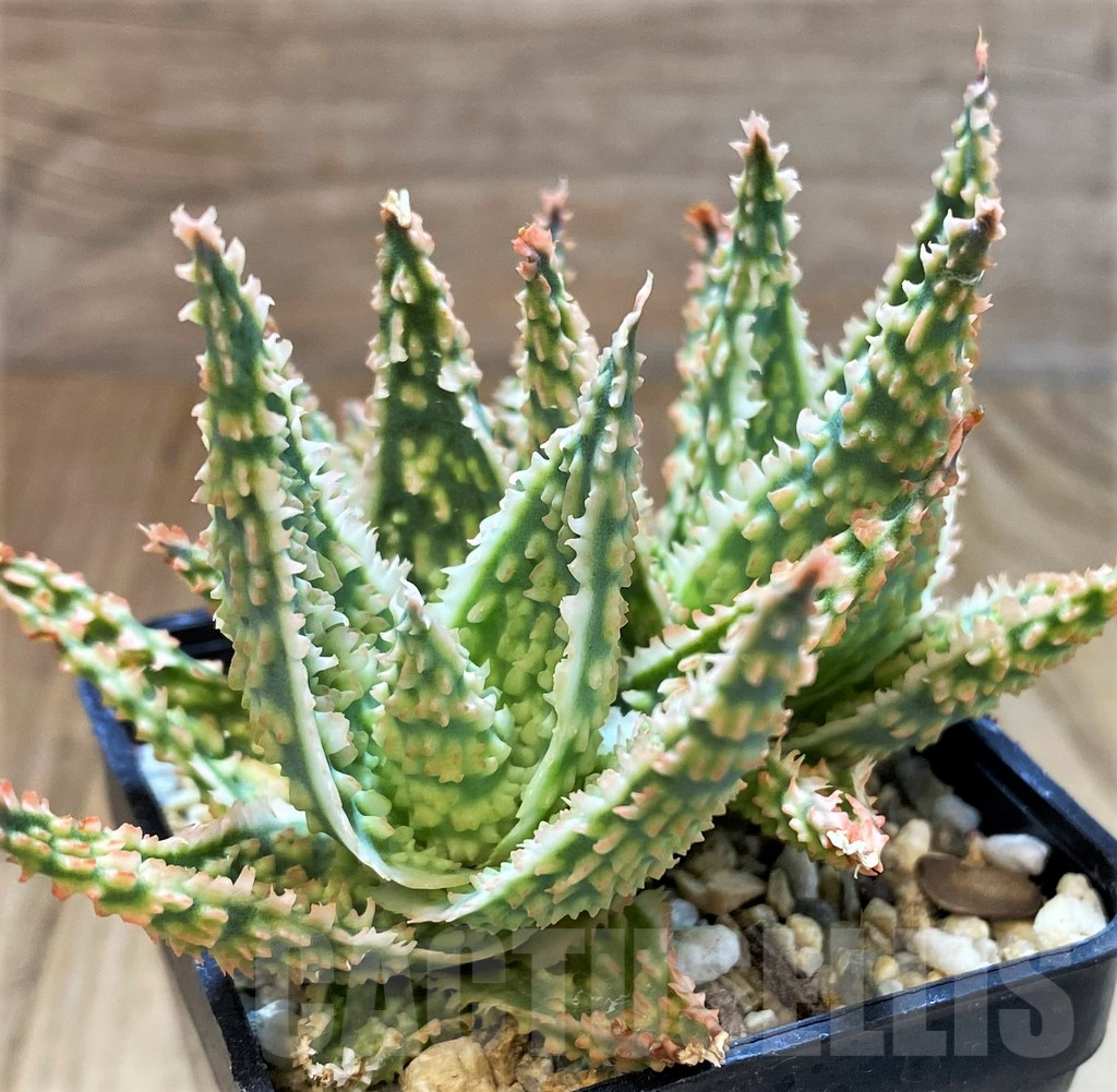 SH13292 Aloe TCT hybrid