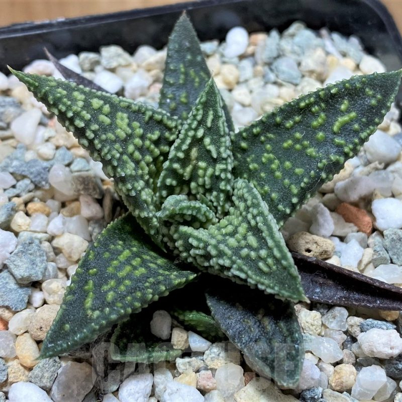 SH13564 Haworthia 'Kintaikyo' x pumila 'Donut'