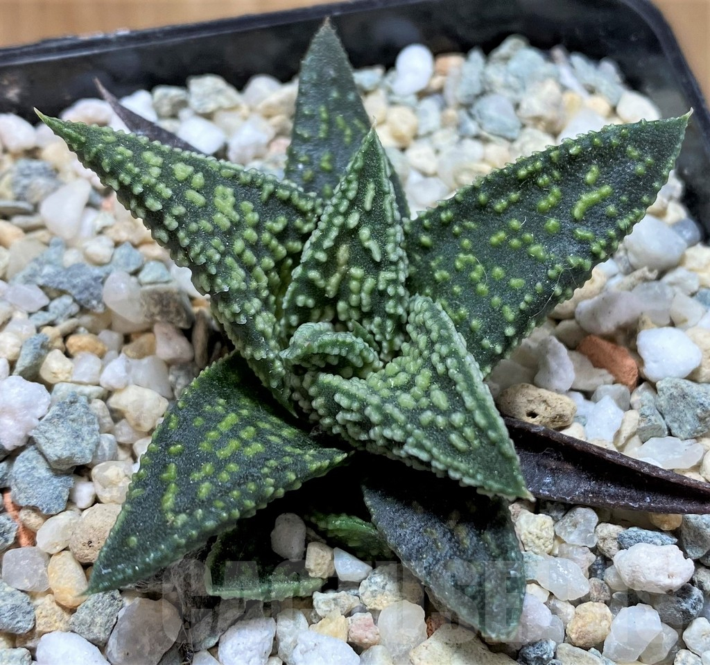 SH13564 Haworthia 'Kintaikyo' x pumila 'Donut'