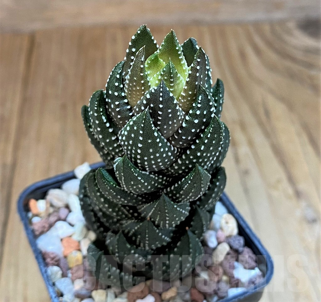 SH13566 Haworthia coarctata - Image 2