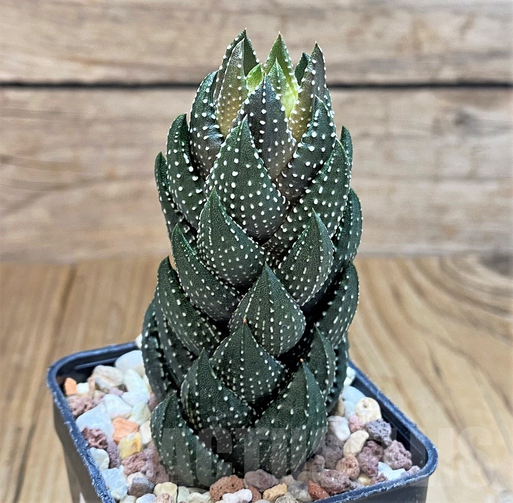 SH13566 Haworthia coarctata