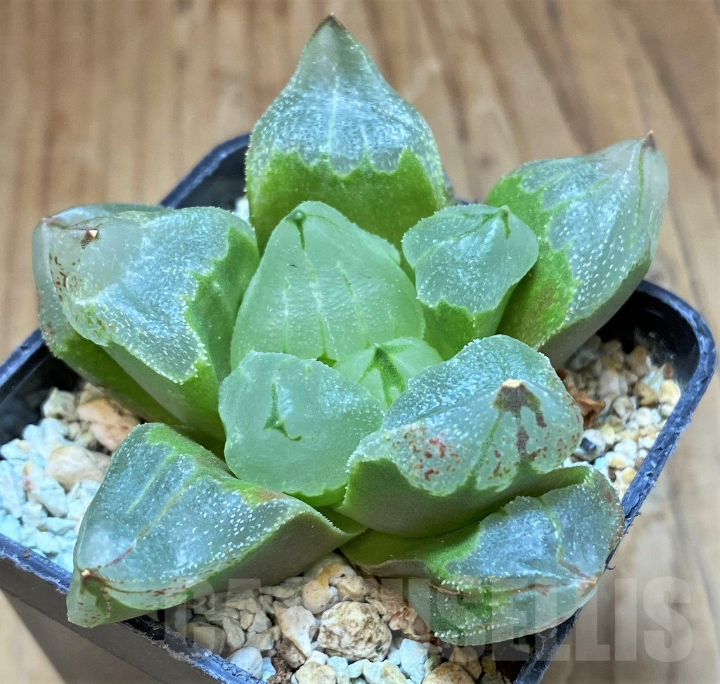 SH13600 Haworthia pygmaea ‘Ice City’ - Image 2