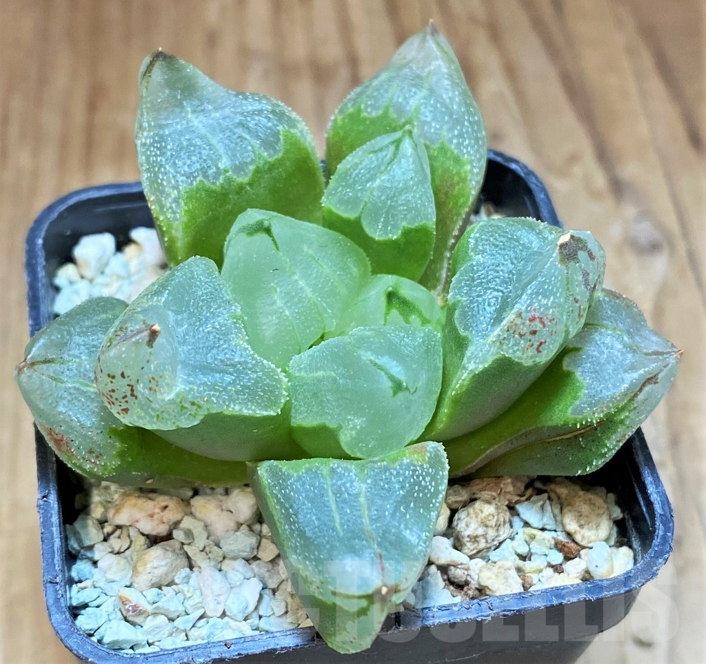 SH13600 Haworthia pygmaea ‘Ice City’