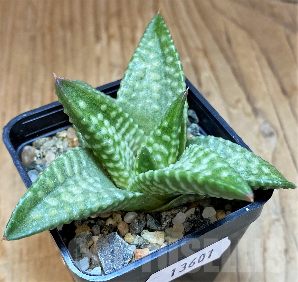 SH13601 Haworthia koelmaniorum x pumila 'Daiginga' - Image 3